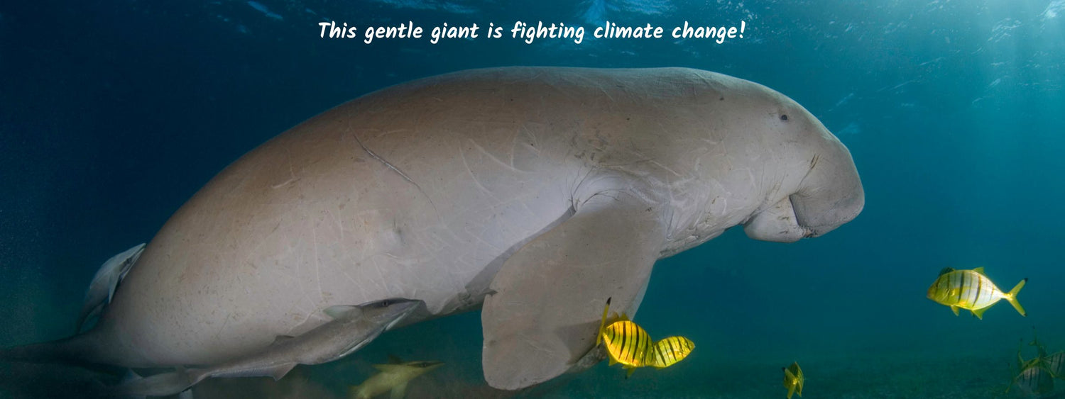 Discover dugongs and why they are important for sooo many good reasons...