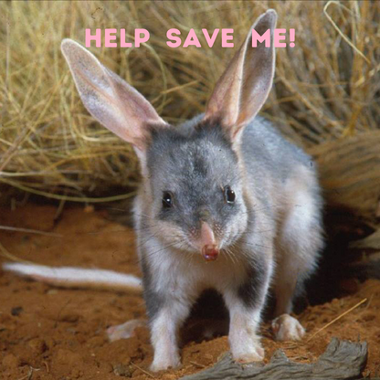 Help save the bilby. Twizzle Designs donates to bilby charities. We love bilbies.